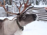 Животные Киров