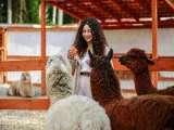 Альпаки