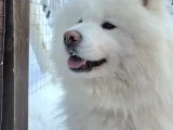 Животные Киров